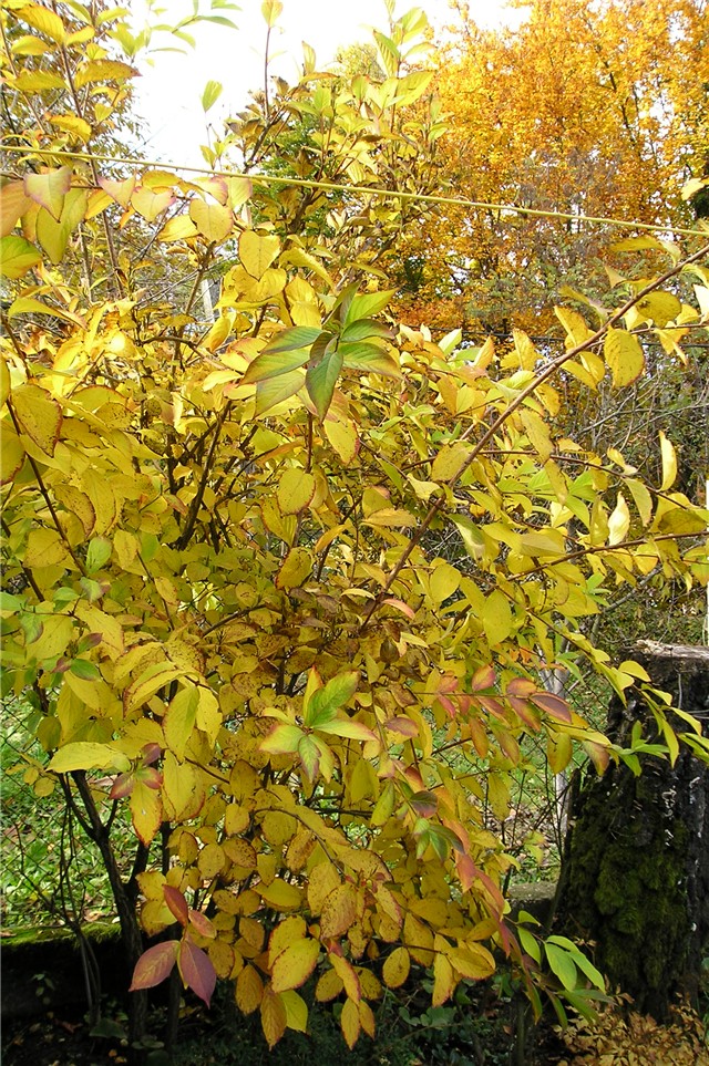 Weigela